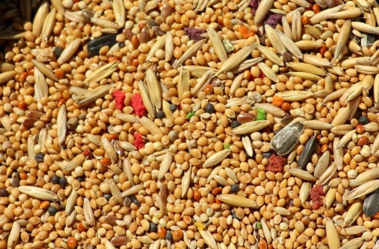 miglio per caduta capelli