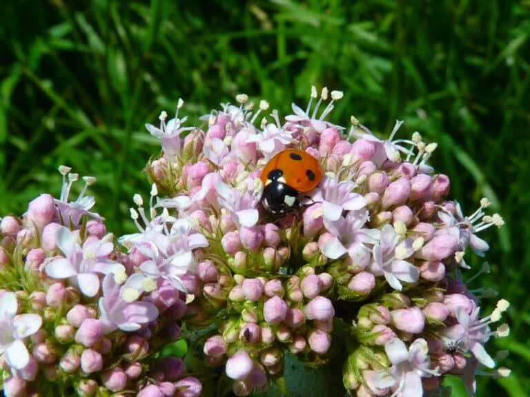 valeriana rimedio omeopatico