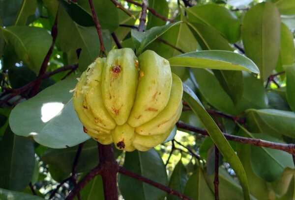Frutto della garcinia cambogia