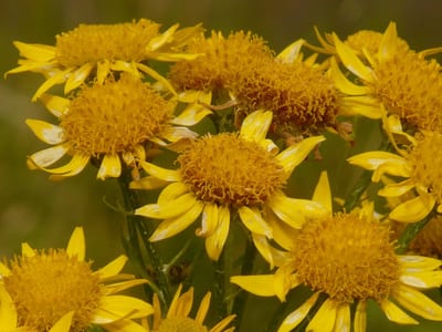proprietà dell'arnica