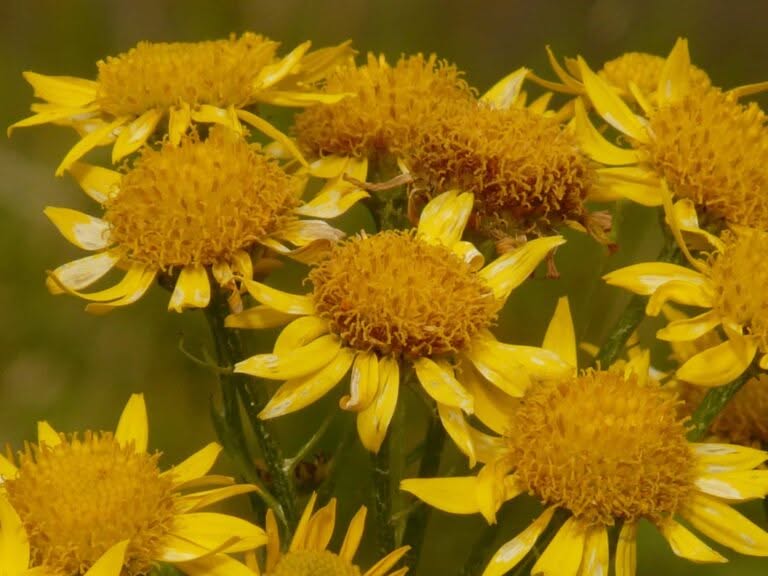 proprietà dell'arnica