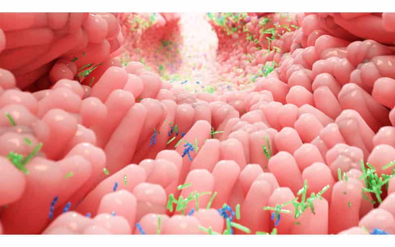celiachia e probiotici